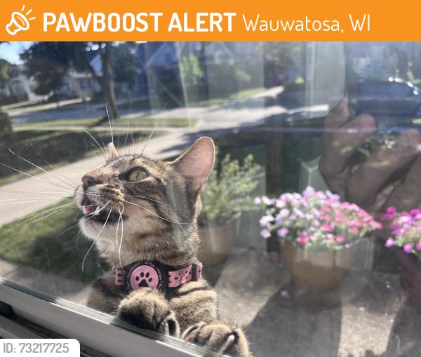 Found/Stray Unknown Cat last seen Lloyd and 72nd, Wauwatosa, WI 53213