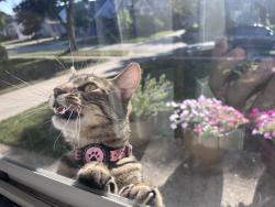 Found/Stray Unknown Cat last seen Lloyd and 72nd, Wauwatosa, WI 53213