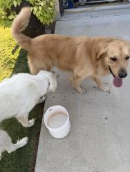 Reunited Female Dog last seen Quarry ln and stonewall pkwy, Liberty Hill, TX 78642