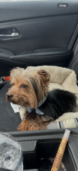 Lost Male Dog last seen Near and Silver Oak Road, Brownsville, TX 78520