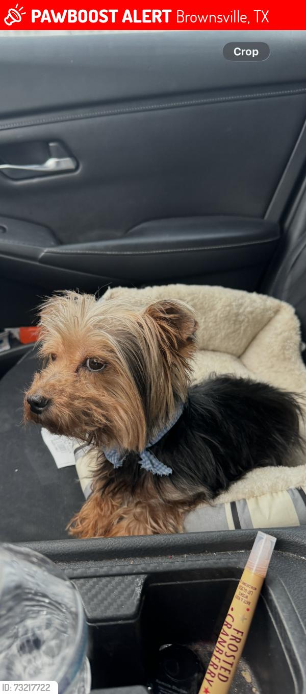 Lost Male Dog last seen Near and Silver Oak Road, Brownsville, TX 78520