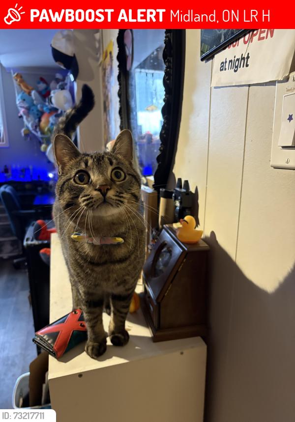 Lost Male Cat last seen Near & Yonge st, Midland, ON L4R 0H6