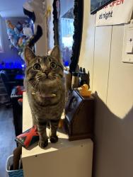 Lost Male Cat last seen Near & Yonge st, Midland, ON L4R 0H6