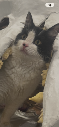 Lost Male Cat last seen Camelia, St Barnabas Church, Lafayette, LA 70503
