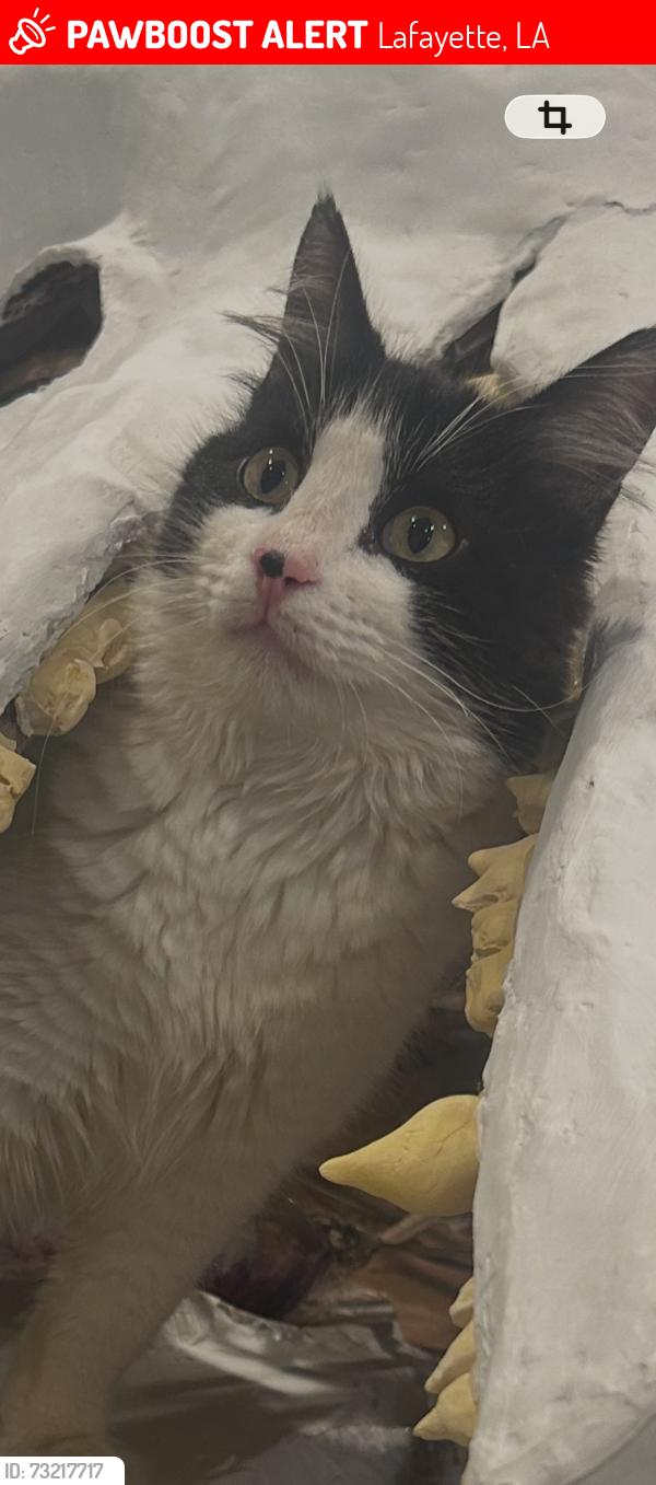 Lost Male Cat last seen Camelia, St Barnabas Church, Lafayette, LA 70503