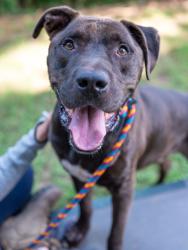 Shelter Stray Male Dog last seen Near Constitution Road Atlanta, 30316, 30316, GA, 3280 Chamblee Dunwoody Rd, Chamblee, GA 30341, USA