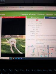 Reunited Male Dog last seen pebble hills and saul kliendfeld, El Paso, TX 79936