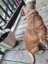 Found/Stray Male Dog last seen Cascade Dr and Lance St, Dalton, GA 30720