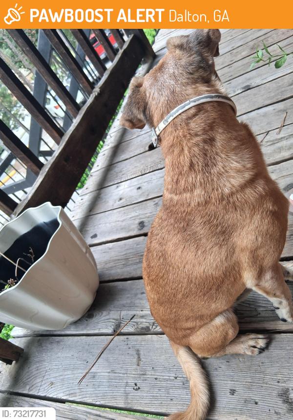 Found/Stray Male Dog last seen Cascade Dr and Lance St, Dalton, GA 30720
