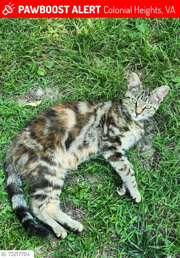 Lost Female Cat last seen Elise lane, Colonial Heights, VA 23834