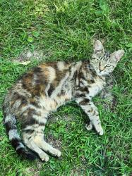 Lost Female Cat last seen Elise lane, Colonial Heights, VA 23834