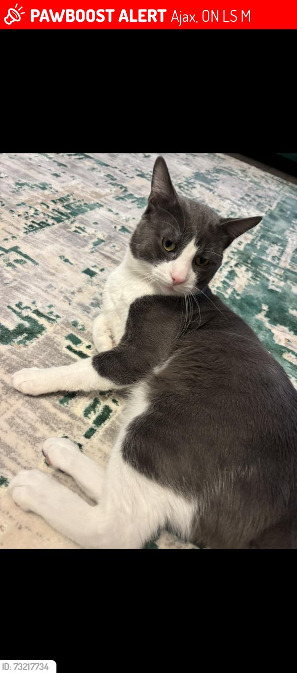 Lost Male Cat last seen Pegler Ajax.ON, Ajax, ON L1S 7M3