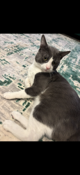 Lost Male Cat last seen Pegler Ajax.ON, Ajax, ON L1S 7M3
