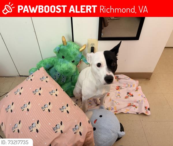 Lost Female Dog last seen Near S lake ave, Richmond, VA 23223