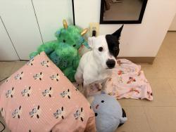 Lost Female Dog last seen Near S lake ave, Richmond, VA 23223