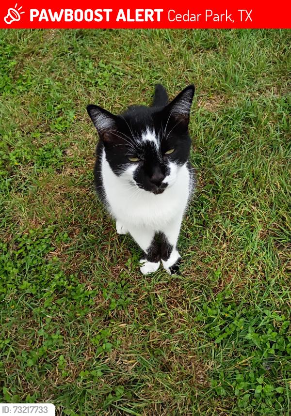 Lost Male Cat last seen Avante drive cedar Park, TX, Cedar Park, TX 78613