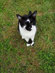 Lost Male Cat last seen Avante drive cedar Park, TX, Cedar Park, TX 78613