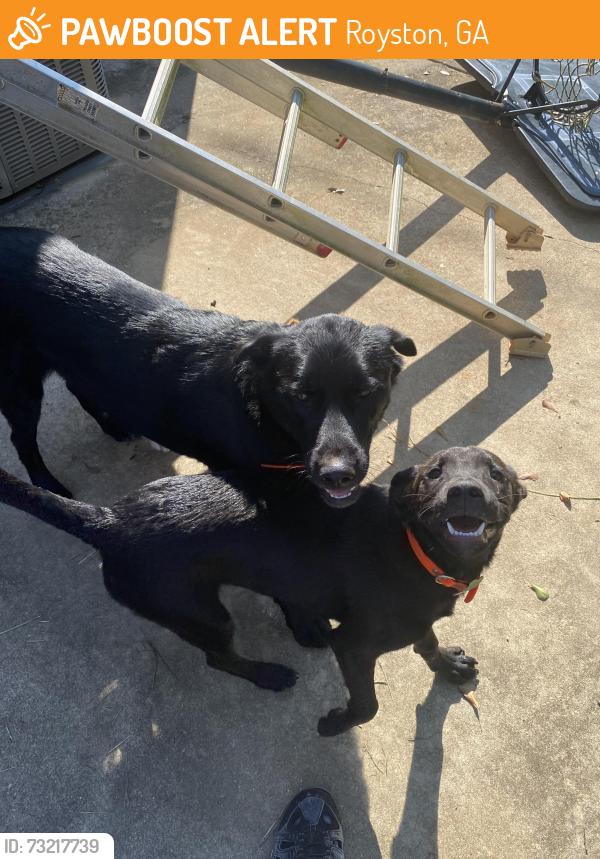 Found/Stray Male Dog last seen Royston highway, Royston, GA 30662