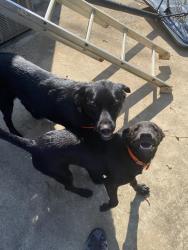 Found/Stray Male Dog last seen Royston highway, Royston, GA 30662
