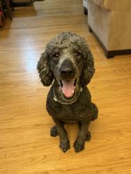 Lost Female Dog last seen Oxford Ave Richmond Ca, Palo Alto, CA 94306