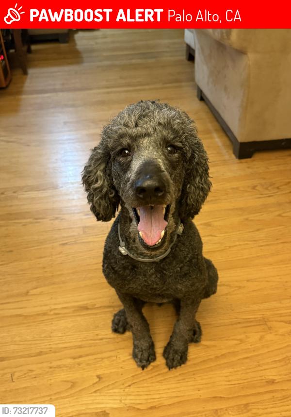 Lost Female Dog last seen Oxford Ave Richmond Ca, Palo Alto, CA 94306