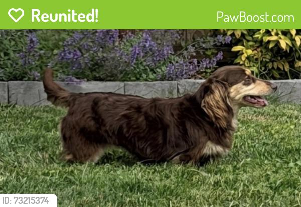 Reunited Female Dog last seen 100th Ave NE and NE 204th St Bothell, Wa, Bothell, WA 98011