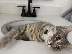 Lost Male Cat last seen Near Roman Rd and NW 14th st, Grand Prairie, TX 75050