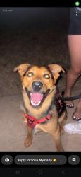 Found/Stray Male Dog last seen Near ogden, Northglenn, CO 80233