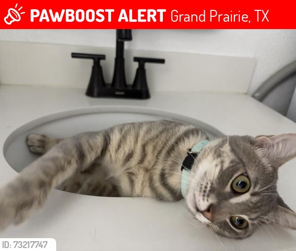 Lost Male Cat last seen Near Roman Rd and NW 14th st, Grand Prairie, TX 75050