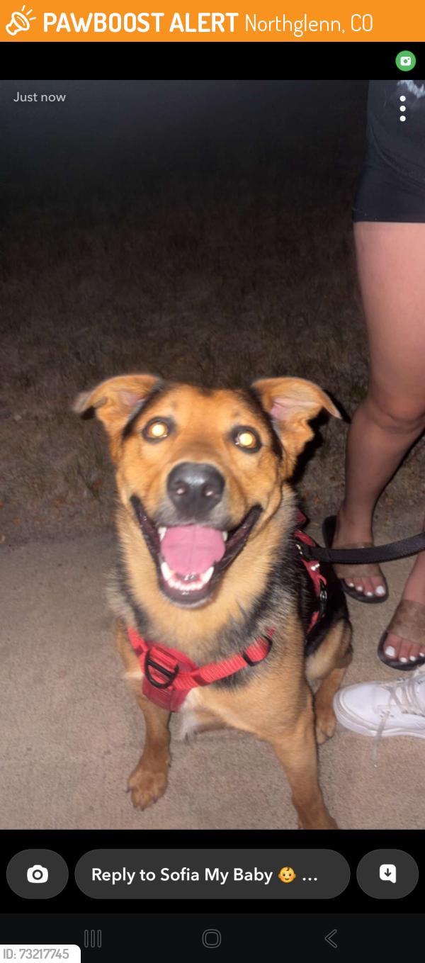 Found/Stray Male Dog last seen Near ogden, Northglenn, CO 80233