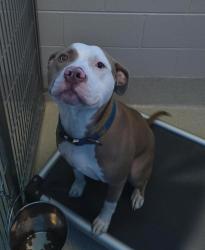 Shelter Stray Male Dog last seen Perry Avenue, PONTIAC, MI, 48341, 1200 N Telegraph Building 42E, Pontiac, MI 48340, USA