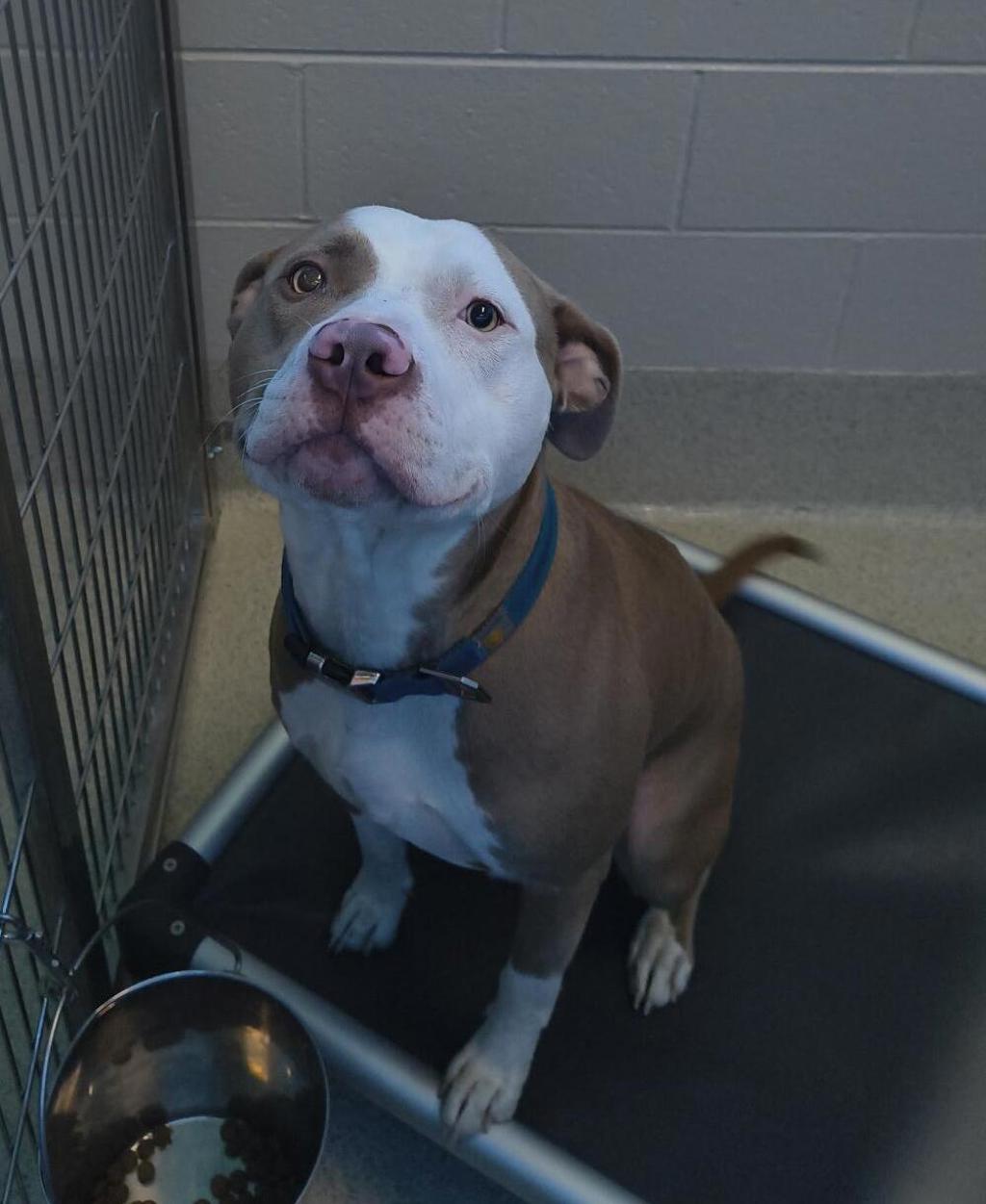 Shelter Stray Male Dog last seen Perry Avenue, PONTIAC, MI, 48341, 1200 N Telegraph Building 42E, Pontiac, MI 48340, USA