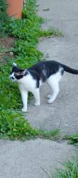 Found/Stray Female Cat last seen forest ave. norwood, Norwood, OH 45212