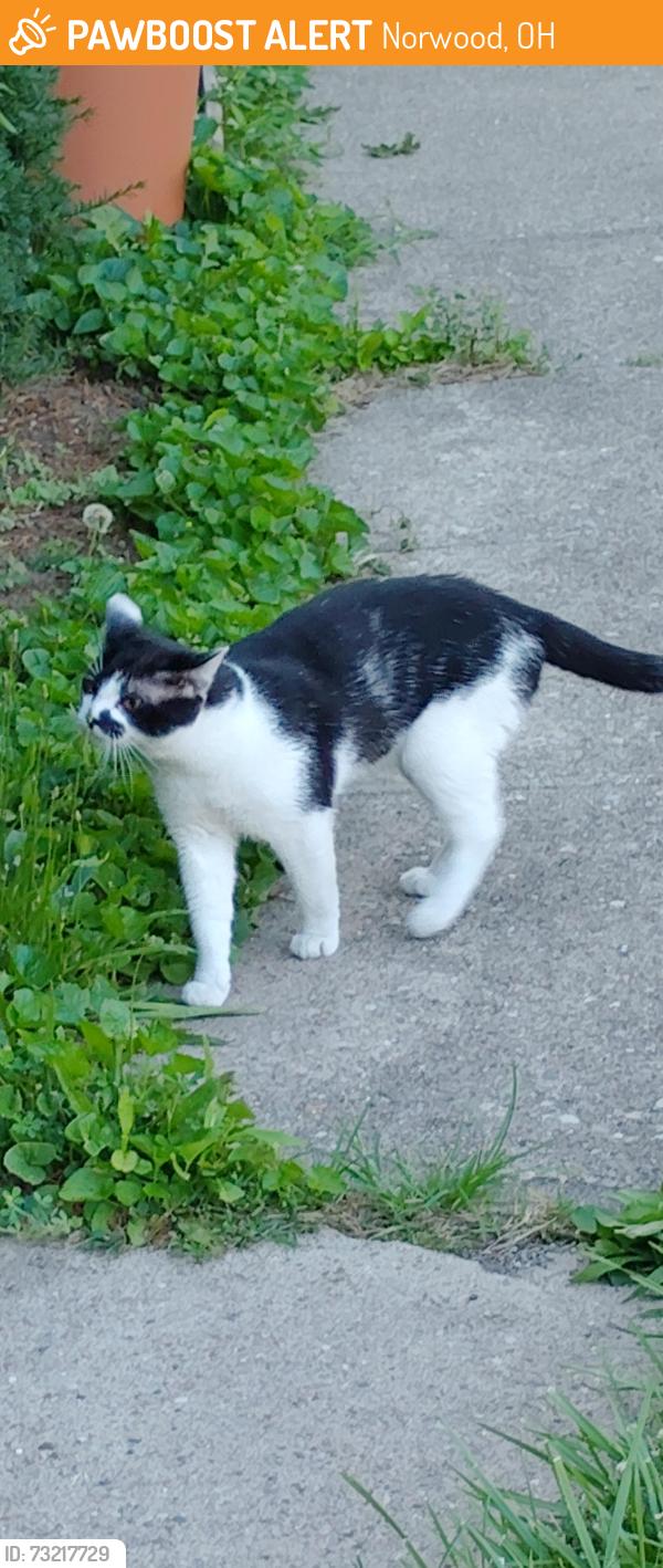 Found/Stray Female Cat last seen forest ave. norwood, Norwood, OH 45212
