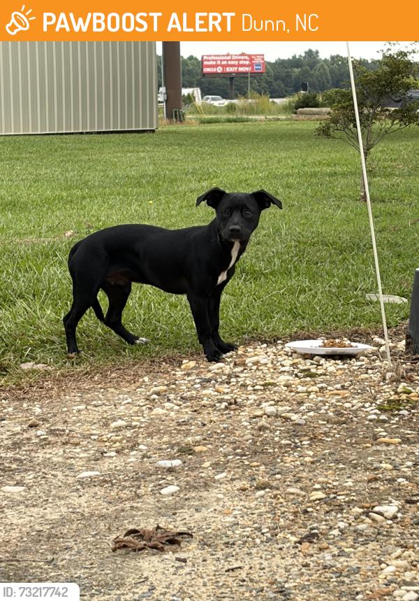 Found/Stray Male Dog last seen Highway 95, Dunn, NC 28334