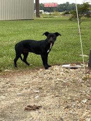 Found/Stray Male Dog last seen Highway 95, Dunn, NC 28334