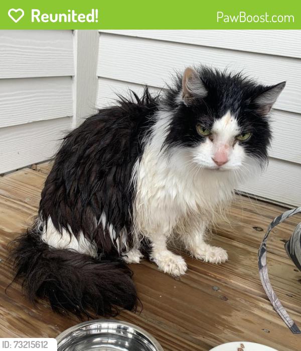 Reunited Unknown Cat last seen port st lucie, Port St. Lucie, FL 34986