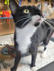 Found/Stray Female Cat last seen Zephyr drive, Alvin, TX 77511