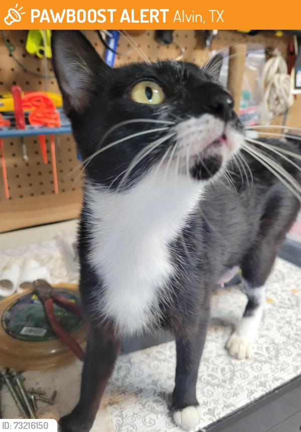 Found/Stray Female Cat last seen Zephyr drive, Alvin, TX 77511