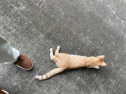 Found/Stray Male Cat last seen Vistamont Dr and Willivee, Decatur, GA 30033