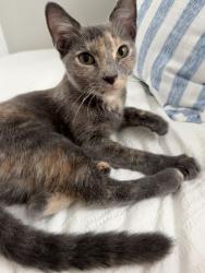 Found/Stray Female Cat last seen Butler University, Indianapolis, IN 46208