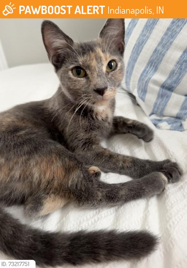 Found/Stray Female Cat last seen Butler University, Indianapolis, IN 46208