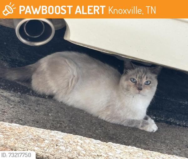 Found/Stray Unknown Cat last seen La Quinta Hotel Papermill, Knoxville, TN 37909