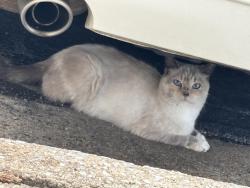 Found/Stray Unknown Cat last seen La Quinta Hotel Papermill, Knoxville, TN 37909