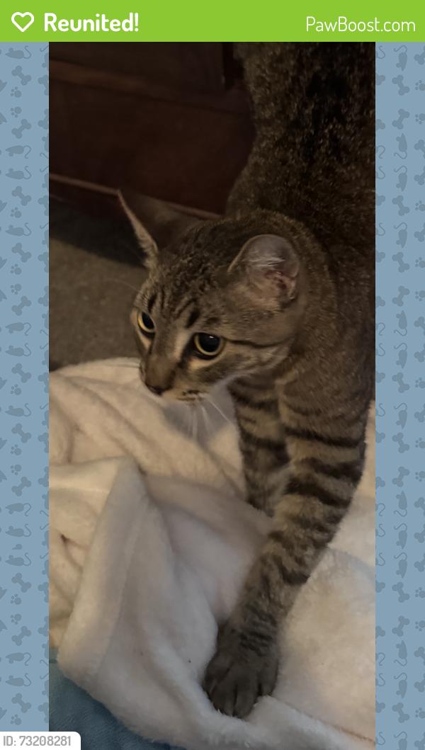 Reunited Male Cat last seen Colgate Dr & Wake Forest, Costa Mesa, CA 92626