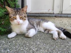 Found/Stray Male Cat last seen Portland avenue, Rochester, NY 14621