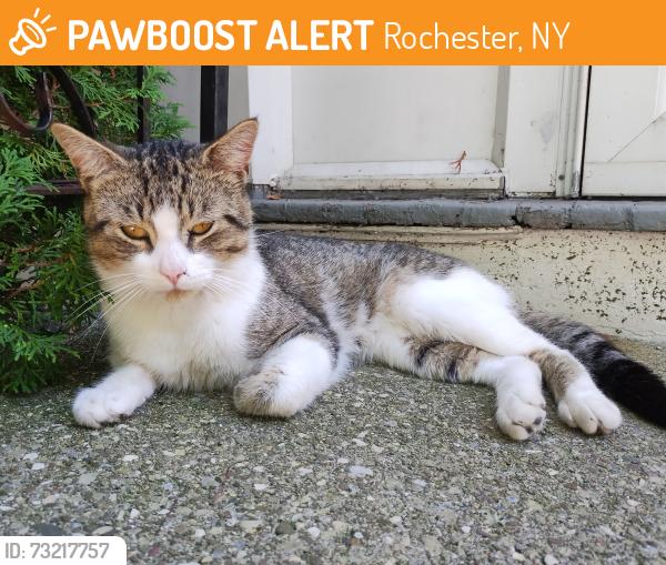 Found/Stray Male Cat last seen Portland avenue, Rochester, NY 14621