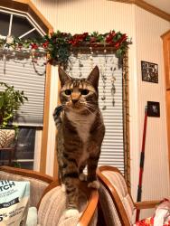 Lost Male Cat last seen Farwood and glynwood, Riverhead, NY 11901