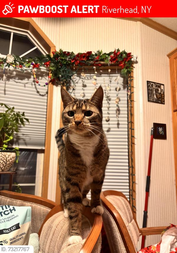 Lost Male Cat last seen Farwood and glynwood, Riverhead, NY 11901
