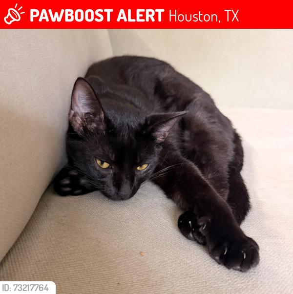 Lost Male Cat last seen Near tall pines dr houston texas 77088, Houston, TX 77088